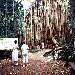 Curtain Fig Tree, Atherton Tableland
