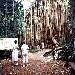 Curtain Fig Tree, Atherton Tableland