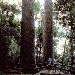 Twin Kauri's, Atherton Tableland