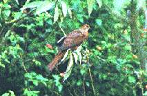 Brown Cuckoo Dove